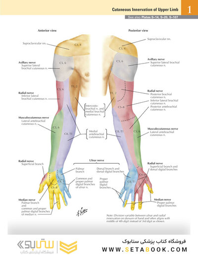 Netter Atlas of Human Anatomy: A Systems Approache