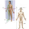 Netter Atlas of Human Anatomy: A Systems Approache