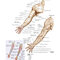 Netter Atlas of Human Anatomy: A Systems Approache