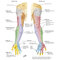 Netter Atlas of Human Anatomy: A Systems Approache