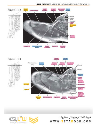 Sectional Anatomy by MRI and CT, 4th Edition2016