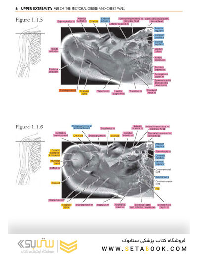 Sectional Anatomy by MRI and CT, 4th Edition2016