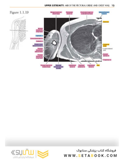 Sectional Anatomy by MRI and CT, 4th Edition2016
