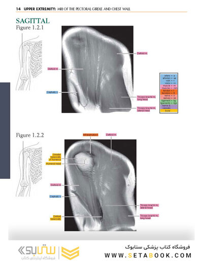 Sectional Anatomy by MRI and CT, 4th Edition2016