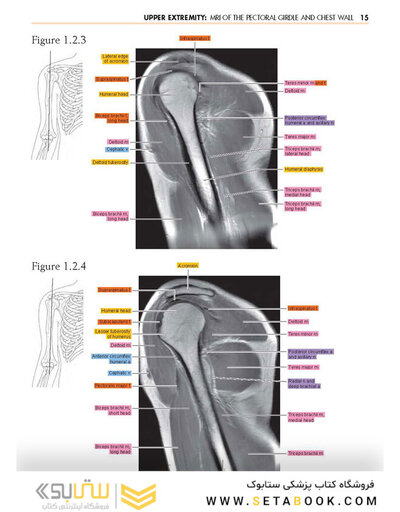 Sectional Anatomy by MRI and CT, 4th Edition2016