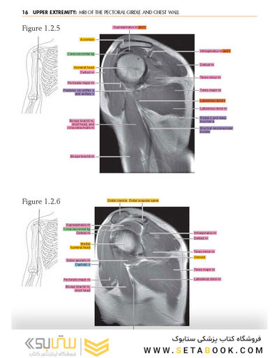 Sectional Anatomy by MRI and CT, 4th Edition2016