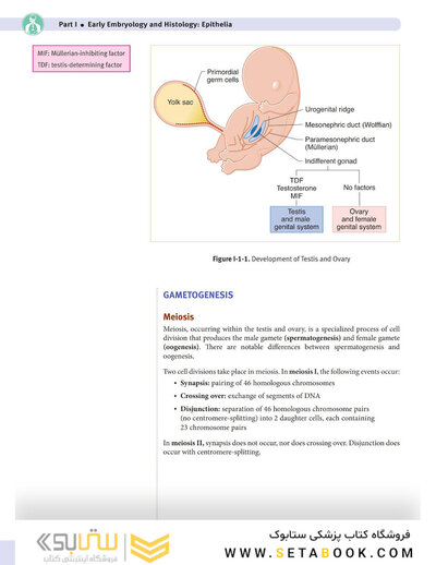 USMLE Step 1 Lecture Notes 2022: Anatomy