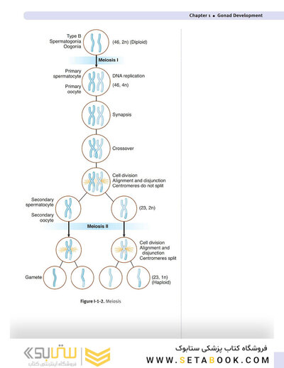 USMLE Step 1 Lecture Notes 2022: Anatomy