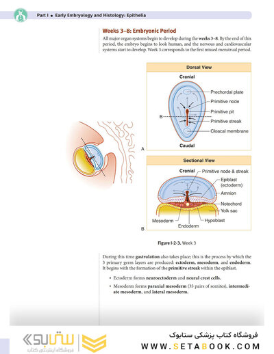 USMLE Step 1 Lecture Notes 2022: Anatomy