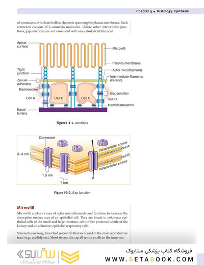 USMLE Step 1 Lecture Notes 2022: Anatomy