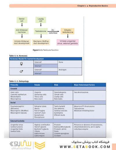 USMLE Step 2 CK Lecture Notes 2022: Obstetrics and Gynecology