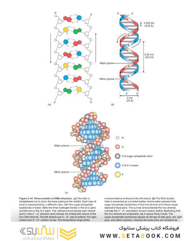 Molecular Biology 5th Edition 2012