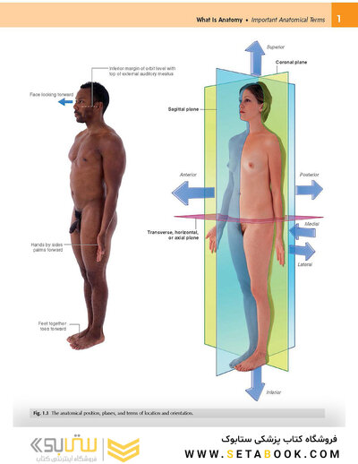 Gray's Anatomy for Students 2020