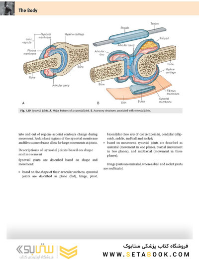 Gray's Anatomy for Students 2020