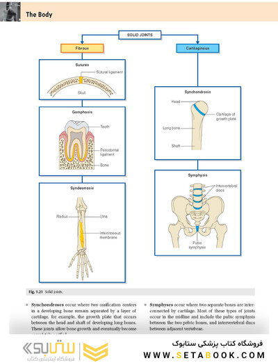 Gray's Anatomy for Students 2020