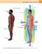 Gray's Anatomy for Students 2020