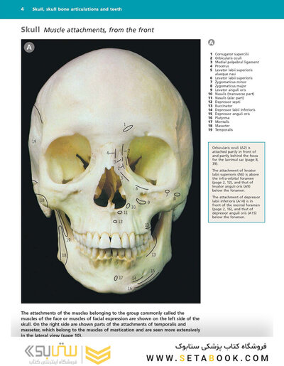 McMinn's Color Atlas of Head and Neck Anatomy