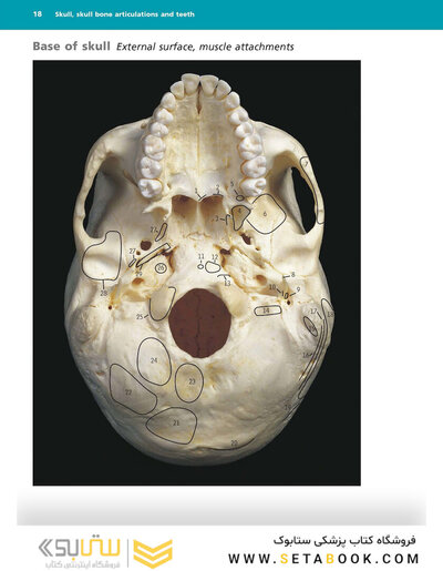 McMinn's Color Atlas of Head and Neck Anatomy