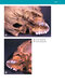 McMinn's Color Atlas of Head and Neck Anatomy