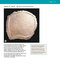 McMinn's Color Atlas of Head and Neck Anatomy