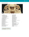 McMinn's Color Atlas of Head and Neck Anatomy