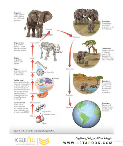 Biology 11th Edicion