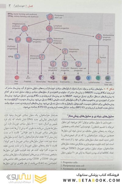 هماتولوژی هافبراند 2020