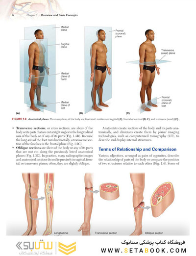Clinically Oriented Anatomy Moore