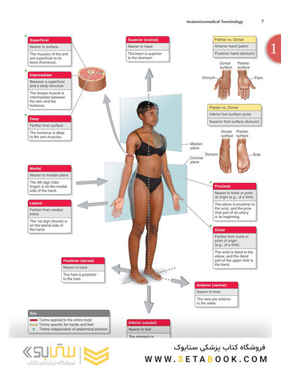 Clinically Oriented Anatomy Moore