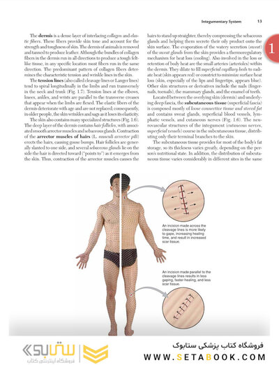 Clinically Oriented Anatomy Moore