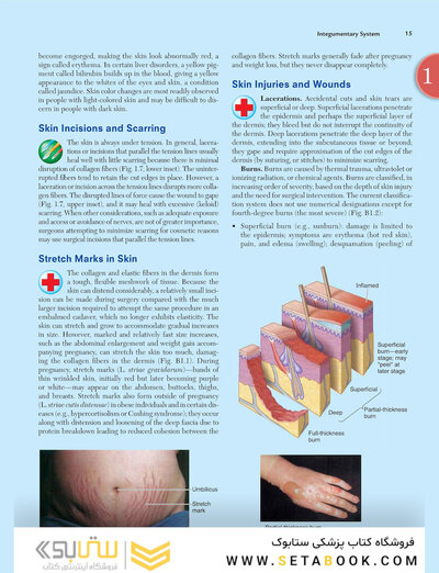 Clinically Oriented Anatomy Moore