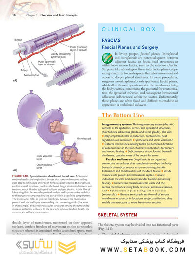 Clinically Oriented Anatomy Moore