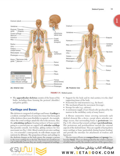 Clinically Oriented Anatomy Moore