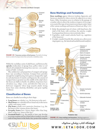 Clinically Oriented Anatomy Moore