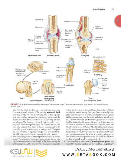 Clinically Oriented Anatomy Moore