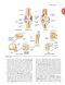 Clinically Oriented Anatomy Moore