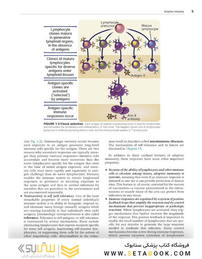 Cellular and Molecular Immunology 10th Edicion 2022
