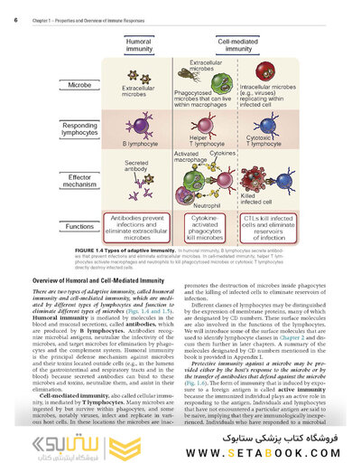 Cellular and Molecular Immunology 10th Edicion 2022