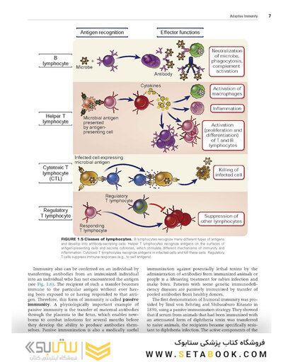 Cellular and Molecular Immunology 10th Edicion 2022