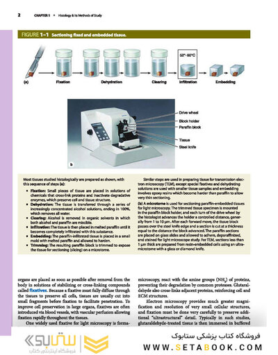 Junqueira's Basic Histology: Text and Atlas, Sixteenth Edition