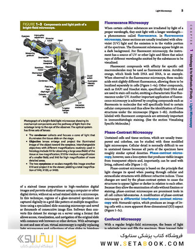 Junqueira's Basic Histology: Text and Atlas, Sixteenth Edition