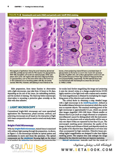 Junqueira's Basic Histology: Text and Atlas, Sixteenth Edition