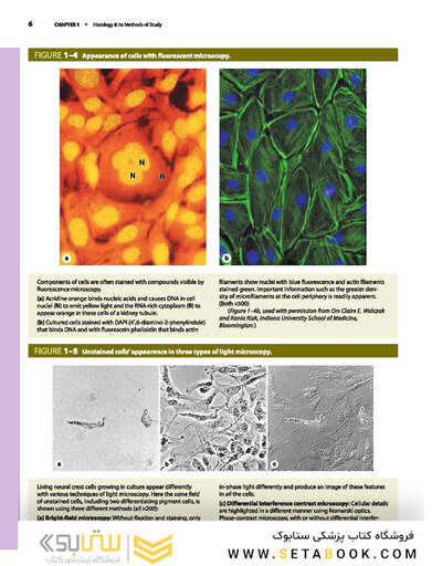 Junqueira's Basic Histology: Text and Atlas, Sixteenth Edition