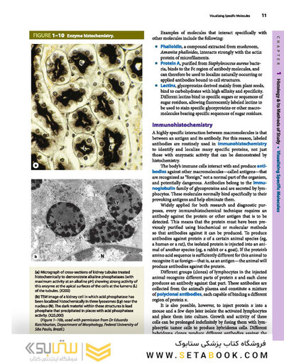 Junqueira's Basic Histology: Text and Atlas, Sixteenth Edition