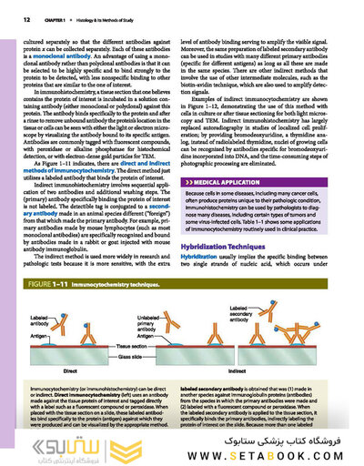 Junqueira's Basic Histology: Text and Atlas, Sixteenth Edition