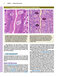Junqueira's Basic Histology: Text and Atlas, Sixteenth Edition