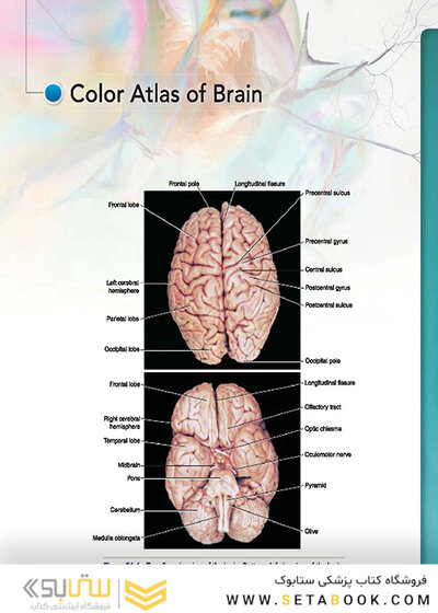Snell's Clinical Neuroanatomy 8th Edicion