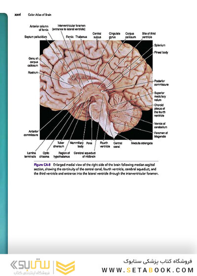 Snell's Clinical Neuroanatomy 8th Edicion