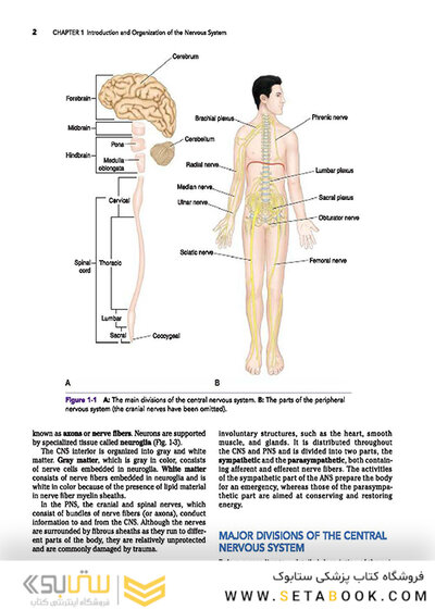Snell's Clinical Neuroanatomy 8th Edicion