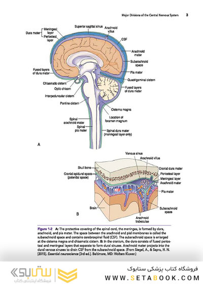 Snell's Clinical Neuroanatomy 8th Edicion